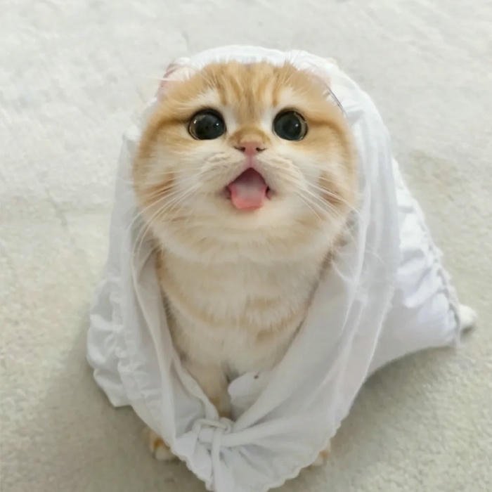 Cute Cat DP for Whatsapp cute