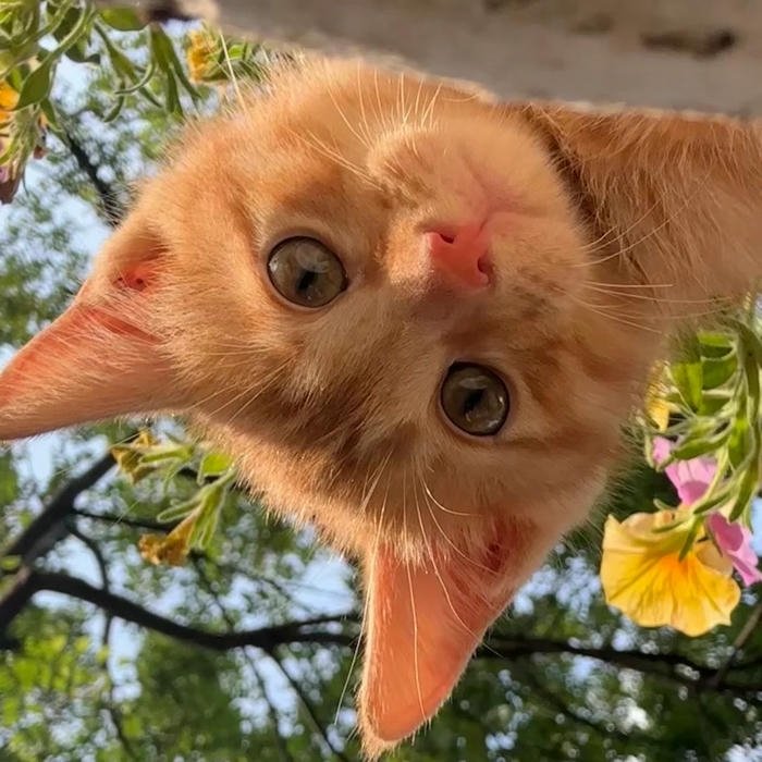 Cute Cat DP for Whatsapp hd