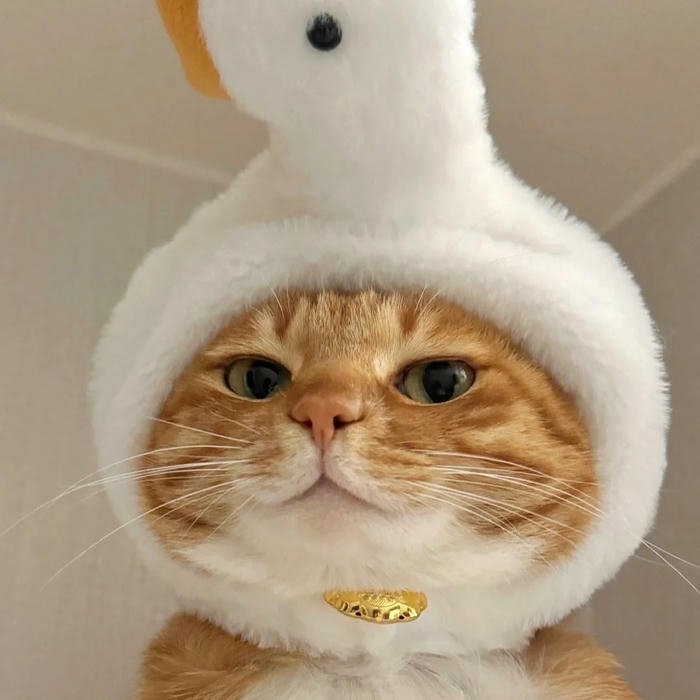 Cute Cat DP for Whatsapp image