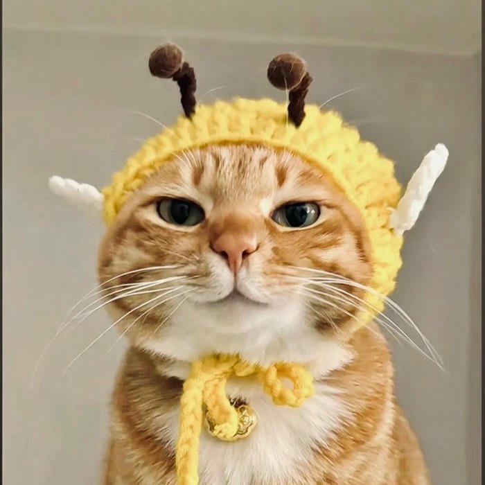 Cute Cat DP for Whatsapp pic