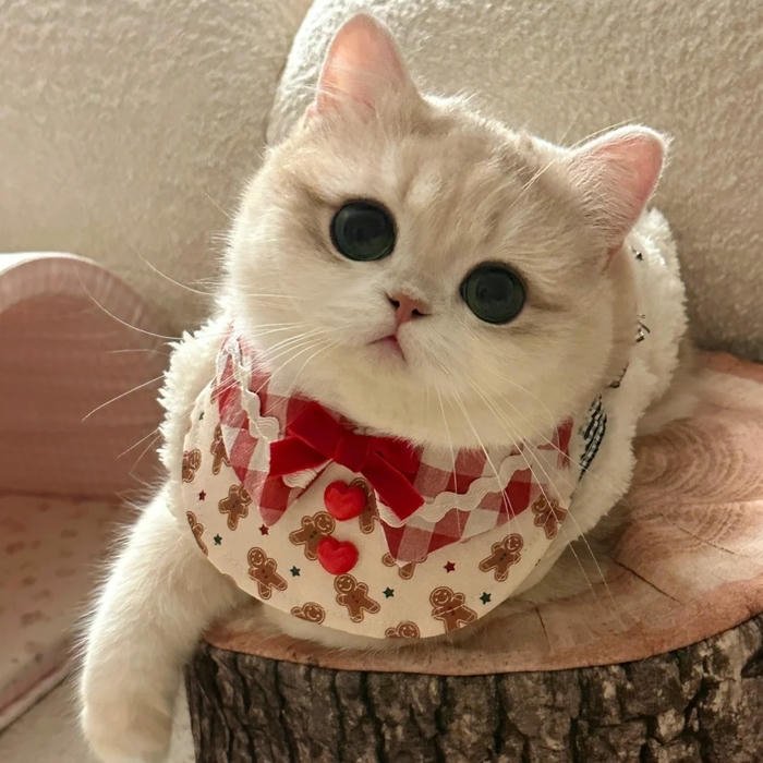 Cute Cat DP for Whatsapp profile