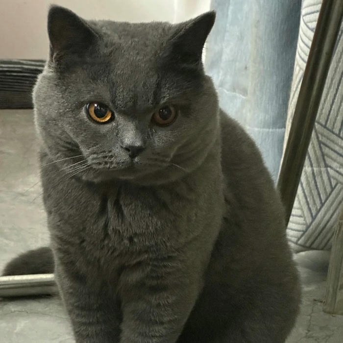 adorable Cute Cat DP for Whatsapp