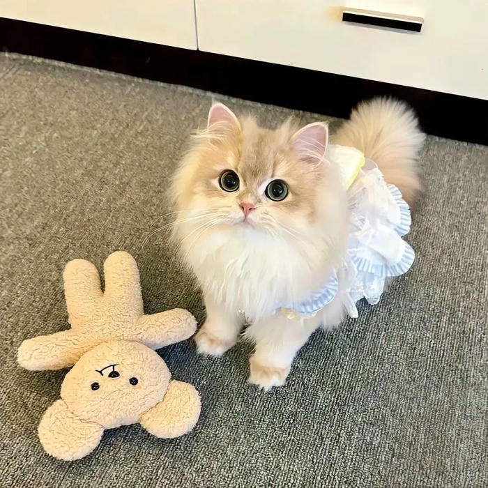 aesthetic Cute Cat DP for Whatsapp