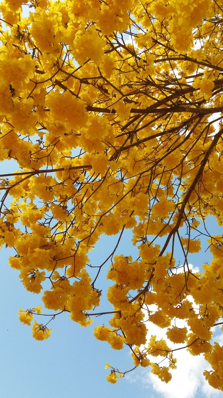 attitude yellow dp