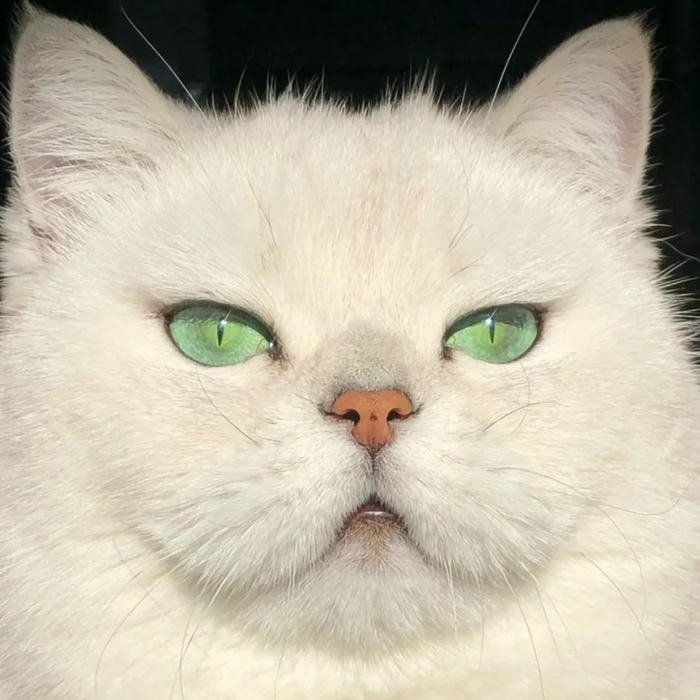 bright Cute Cat DP for Whatsapp