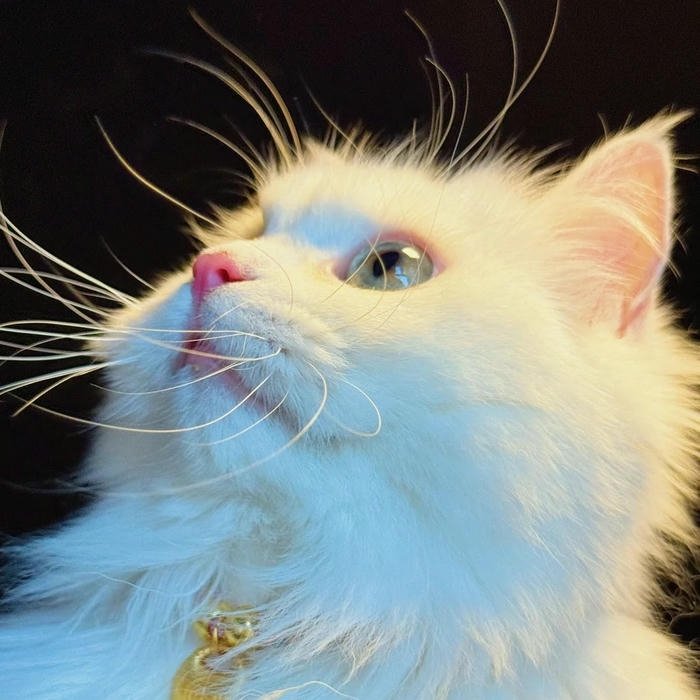 funny Cute Cat DP for Whatsapp