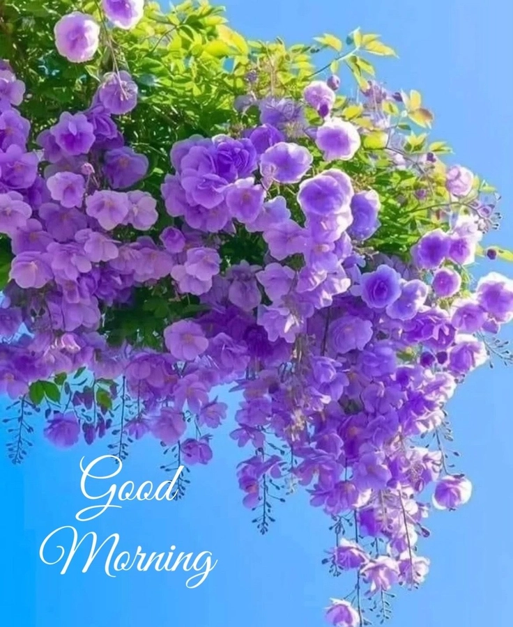 best good morning dp
