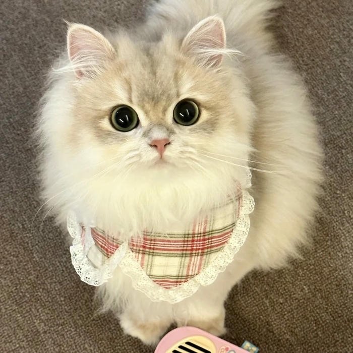 lovely Cute Cat DP for Whatsapp