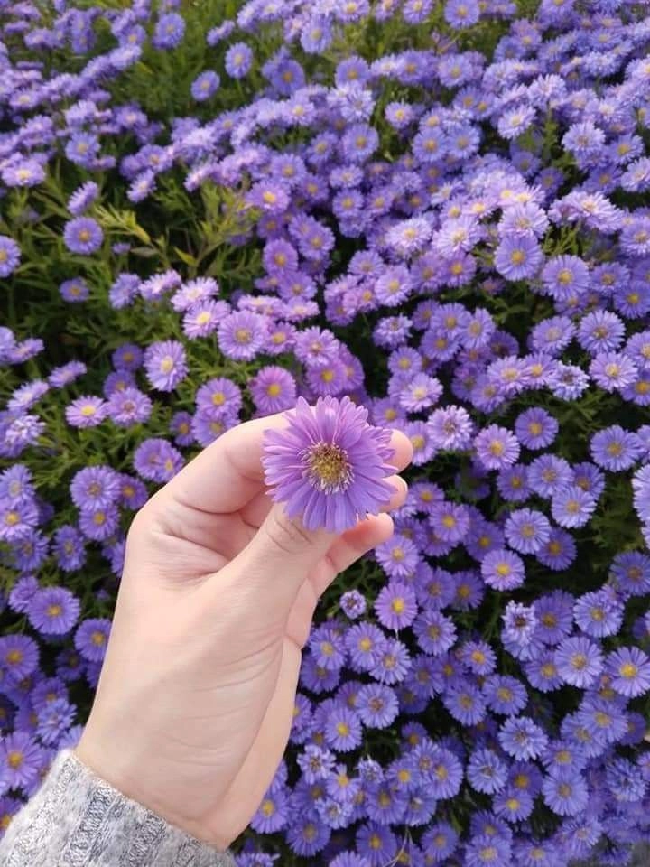 purple dp