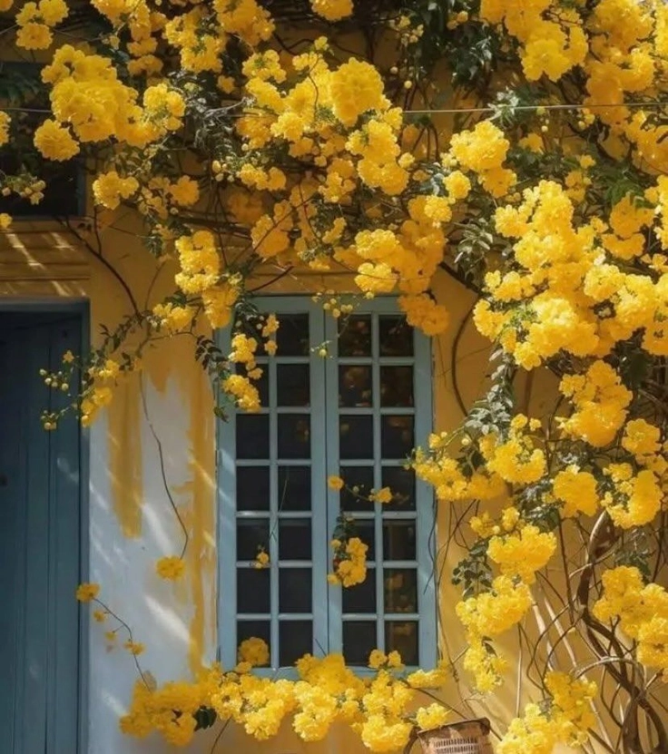 romantic yellow rose dp