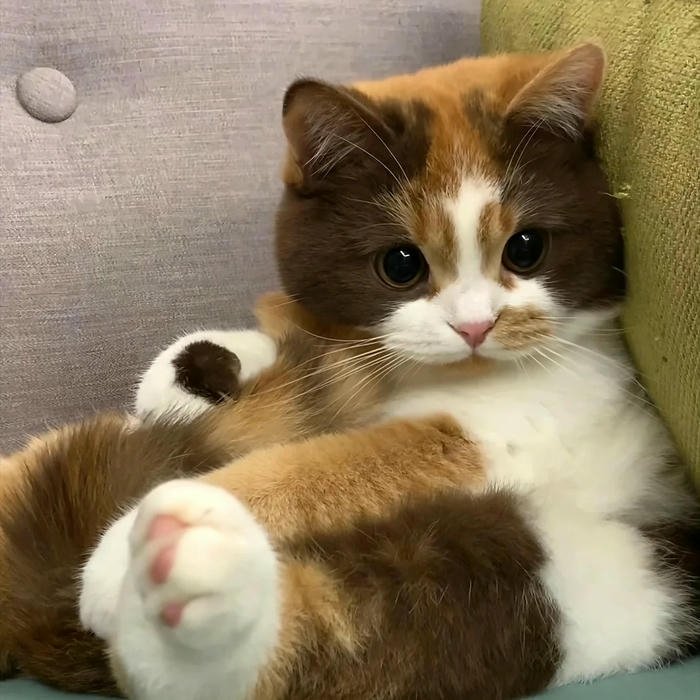 simple Cute Cat DP for Whatsapp