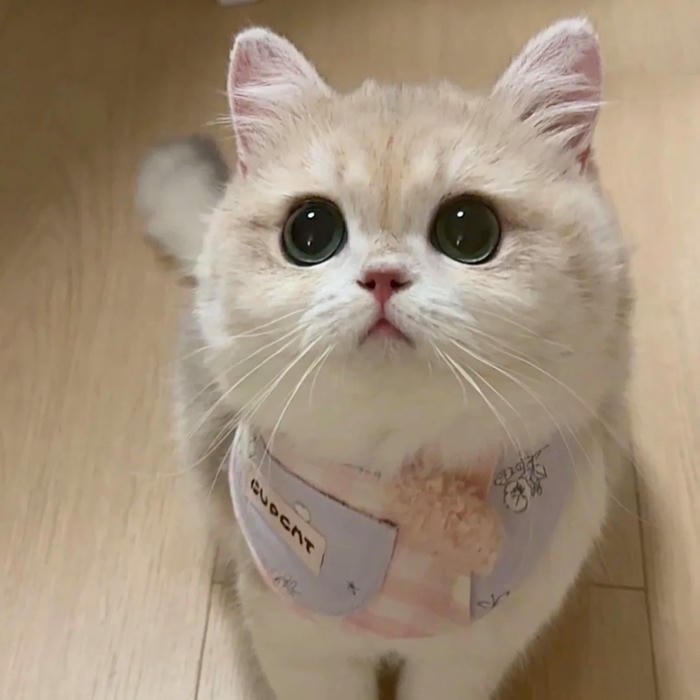 sweet Cute Cat DP for Whatsapp