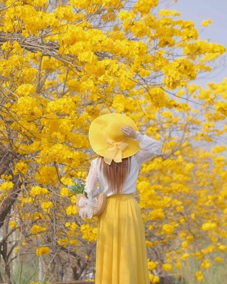 yellow flowers for whatsapp dp
