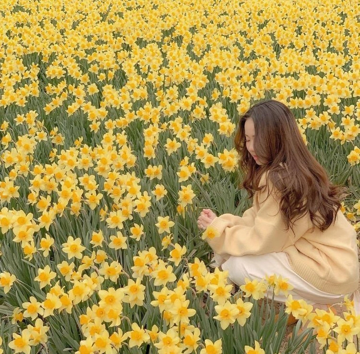 yellow rose images for dp