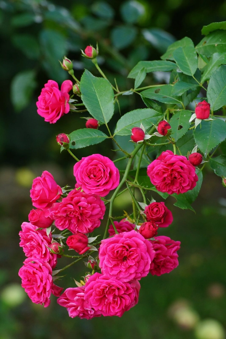3d beautiful flowers wallpapers free download