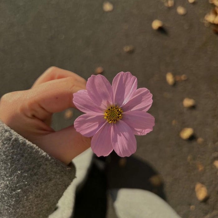 Cute Pink DP pastel vibe