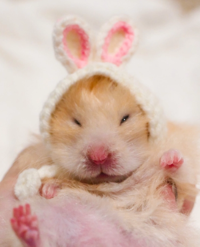 Cute hamster dp