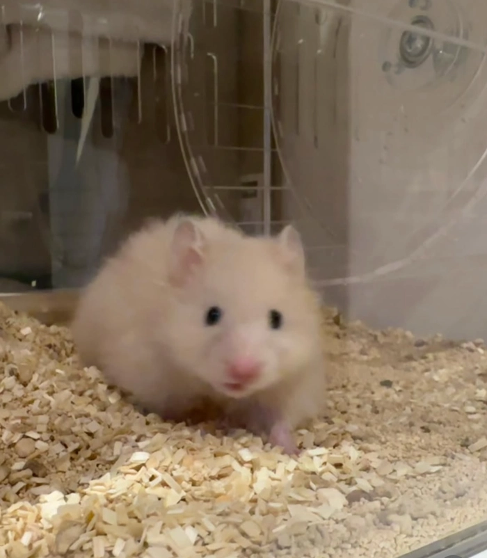 Cute hamster pfp
