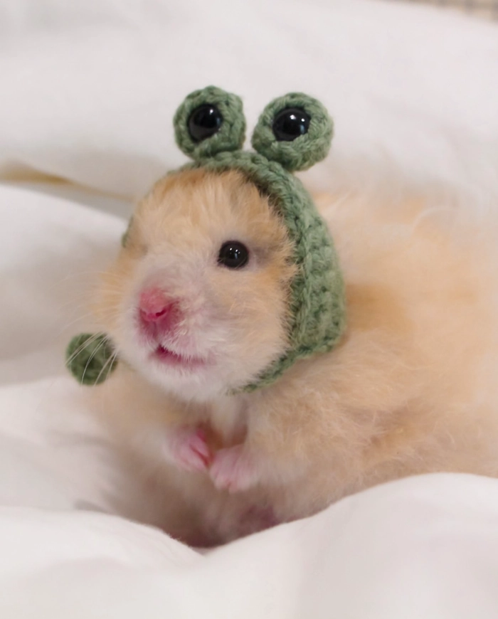 Frog hamster pfp