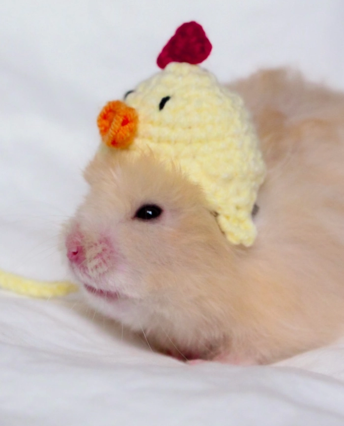Hamster chicken pfp