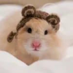 Best 273+ Hamster Pfp Aesthetic Looks For Instagram & WhatsApp