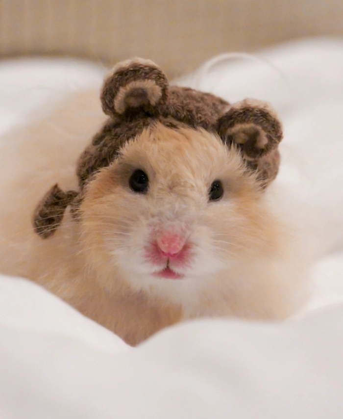 Hamster cute pfp