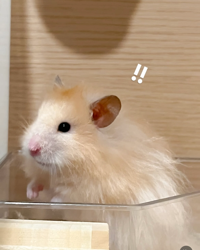 Hamster dp meme