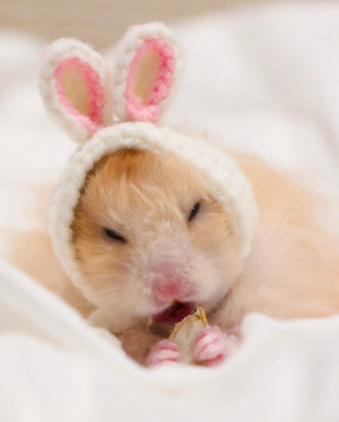 Hamster eating pfp