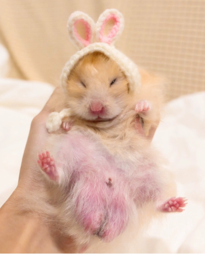 Hamster lying pfp