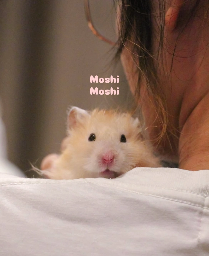 Hamster pfp cute