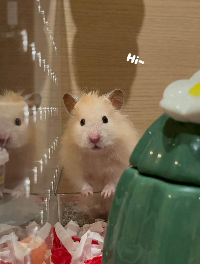 Hamster pfp meme