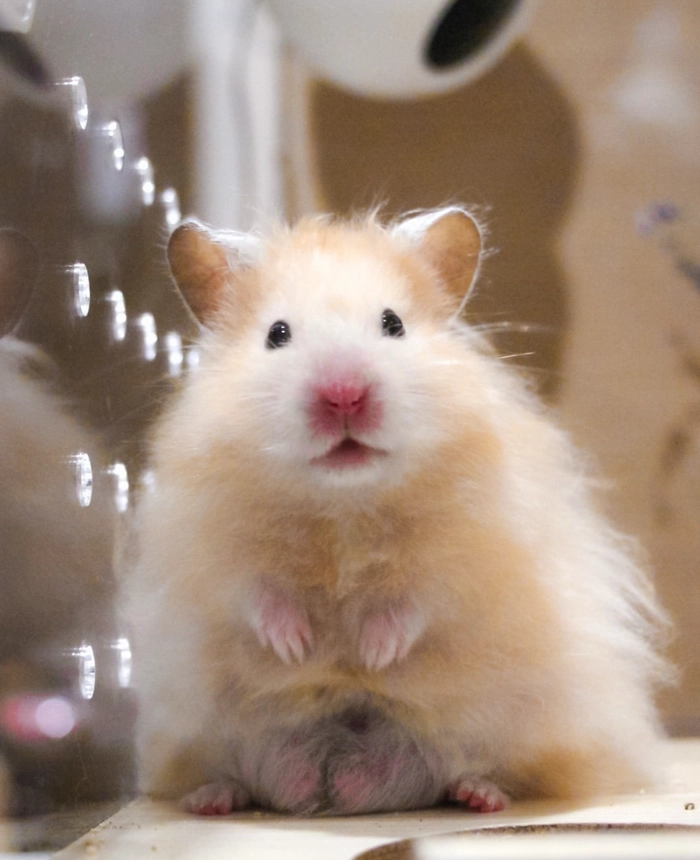 Hamster pfp so cute