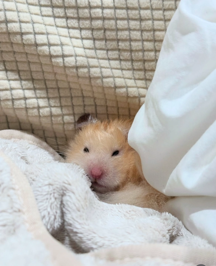 Lazy hamster pfp