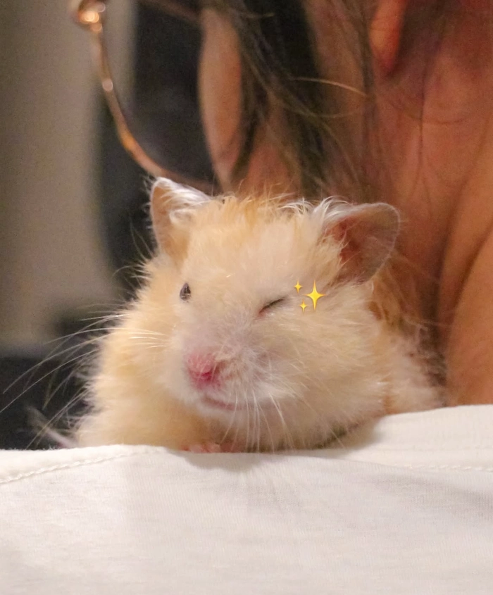 Pfp hamster