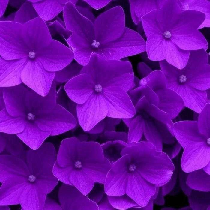 Purple DP background