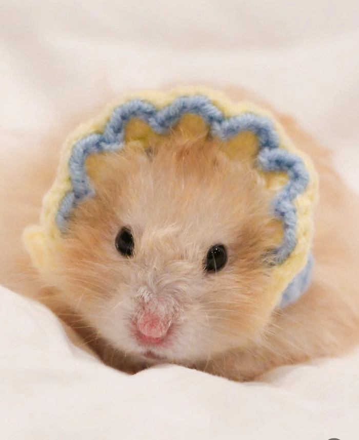 Sad hamster pfp