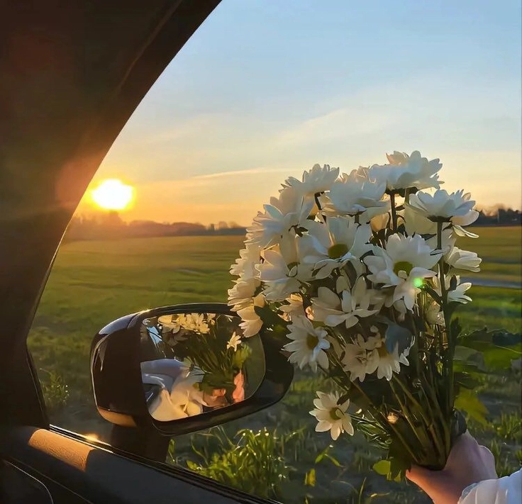 amazing beautiful flowers images for dp