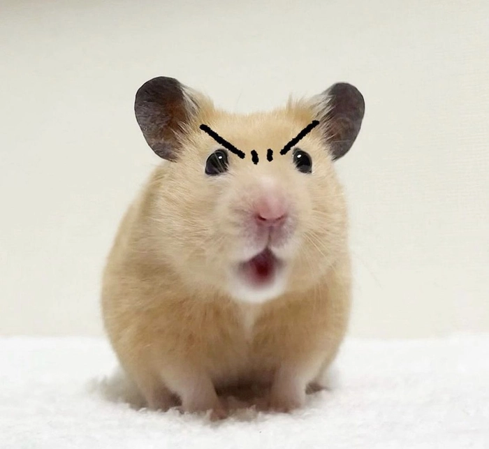 angry hamster pfp