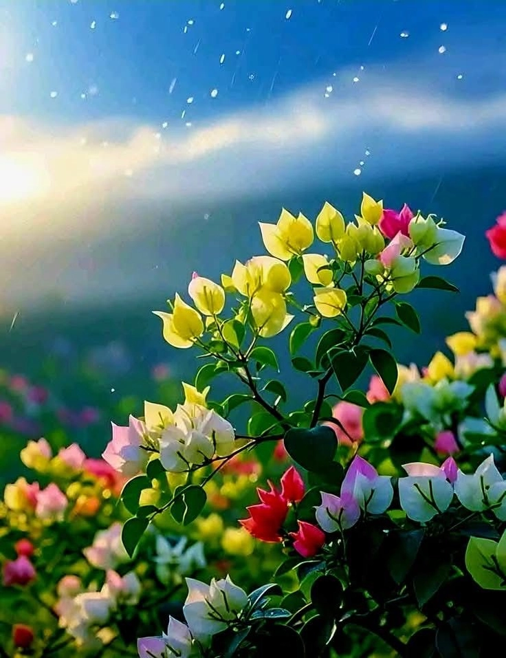beautiful dp of flowers
