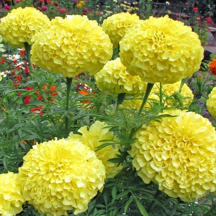 beautiful flowers dp images