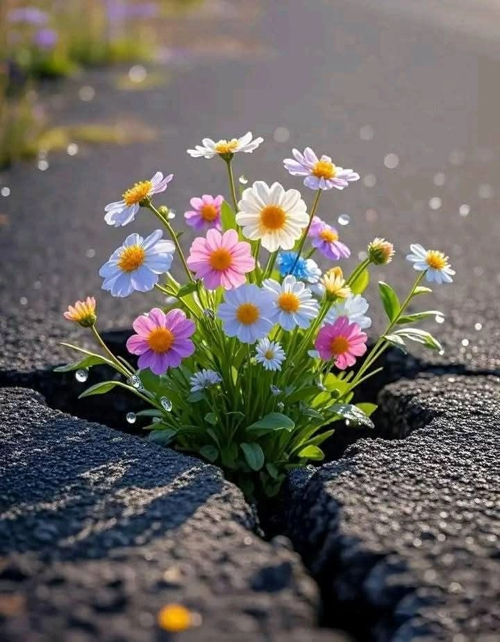 beautiful flowers images for dp hd