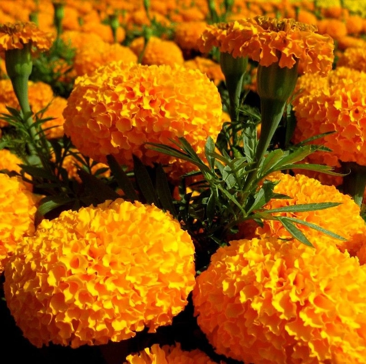 beautiful flowers images for dp