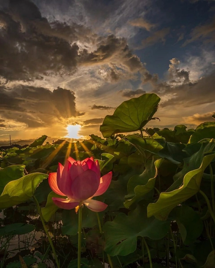beautiful flowers images for fb dp