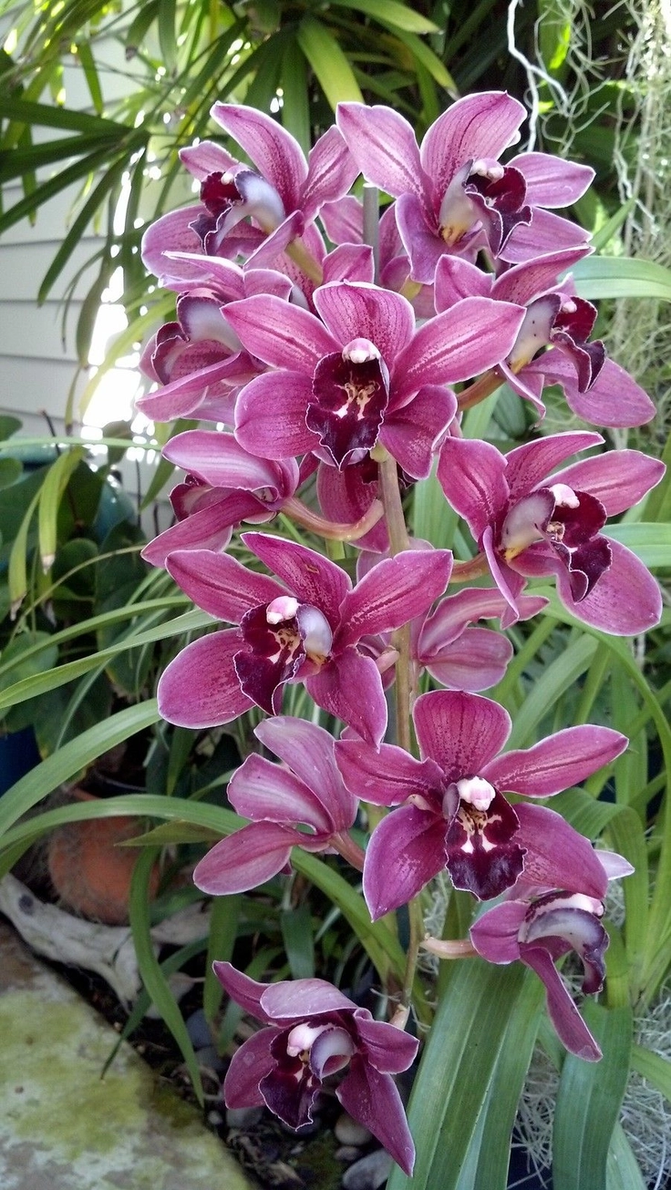 beautiful flowers images for whatsapp dp