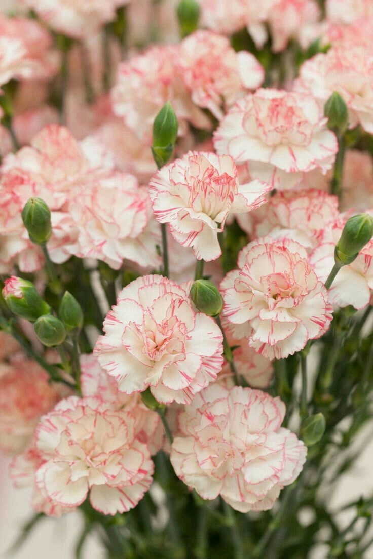 beautiful flowers photos for whatsapp dp