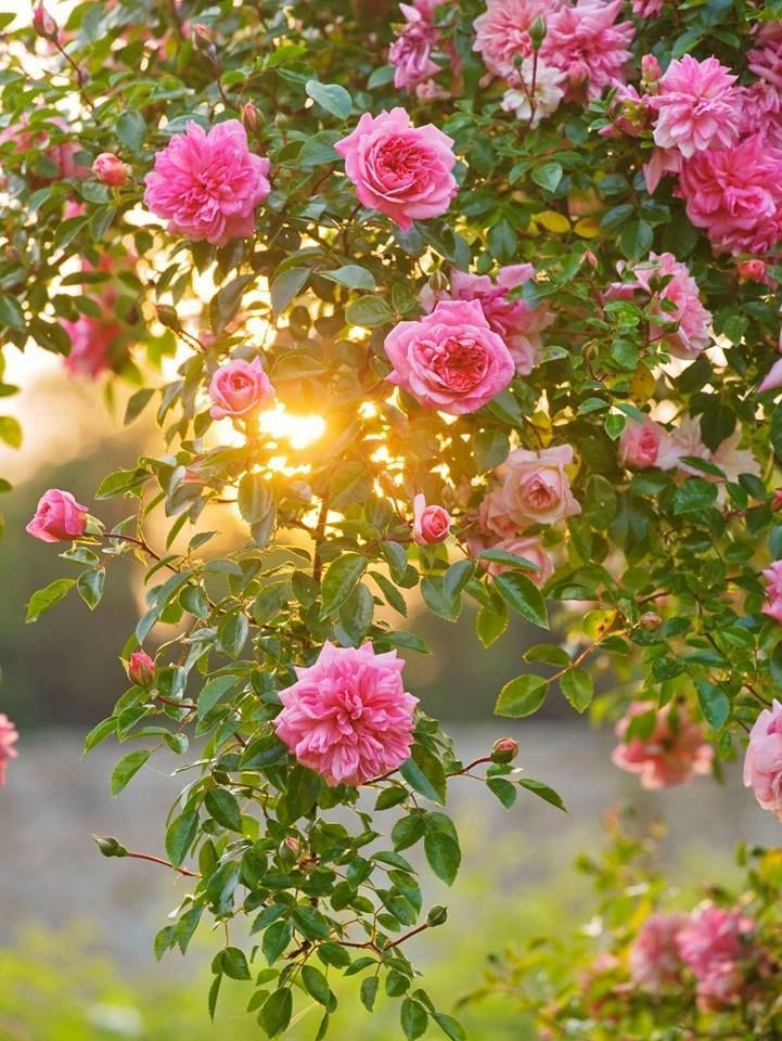 beautiful flowers pictures for dp