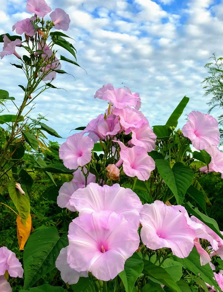beautiful images for dp in whatsapp flowers