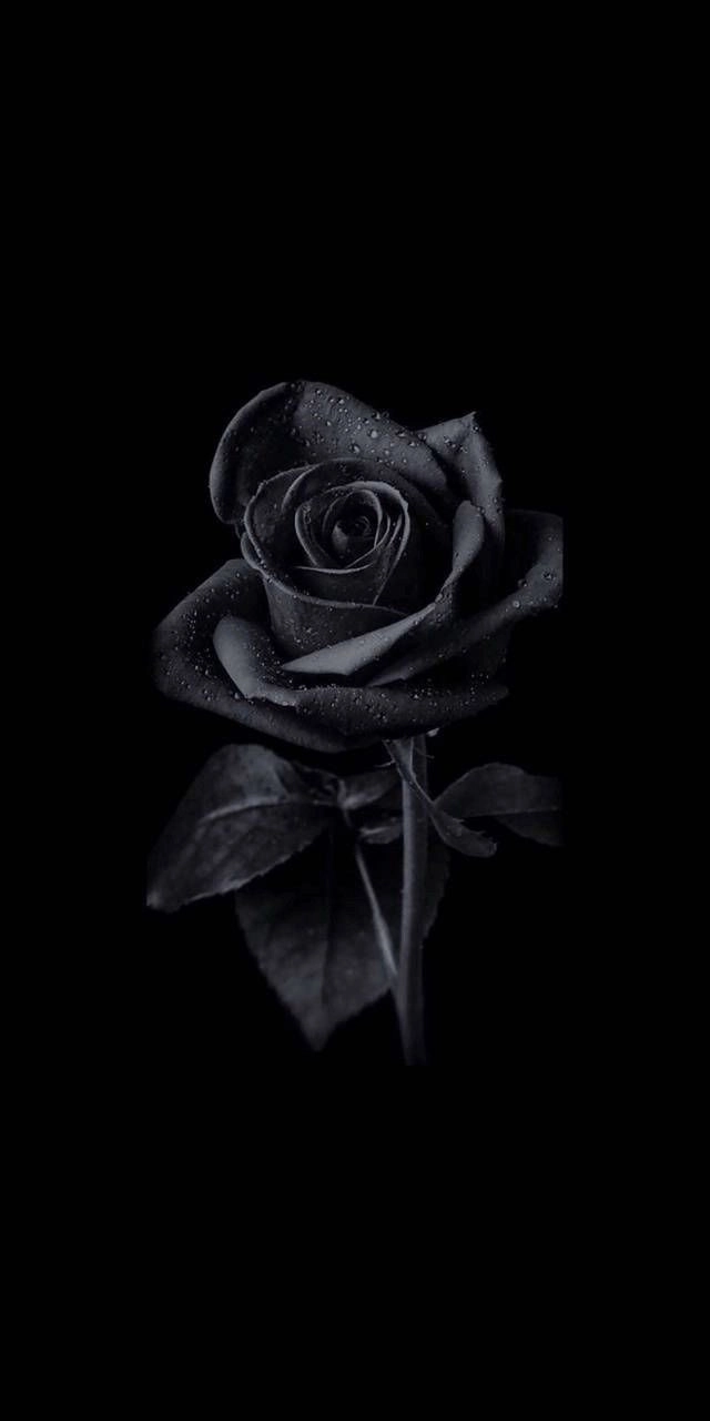 black rose dp