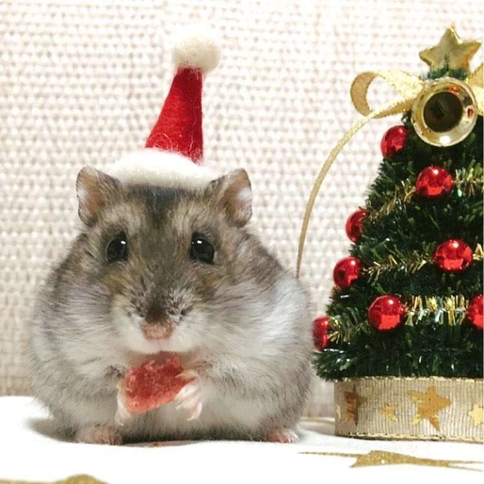christmas hamster pfp