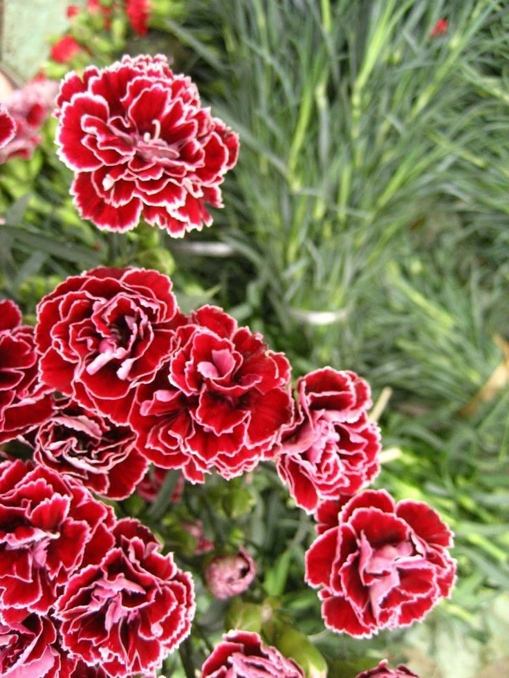 dp for beautiful flowers